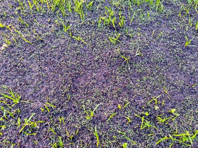 Germinazione isolata sul terriccio scuro