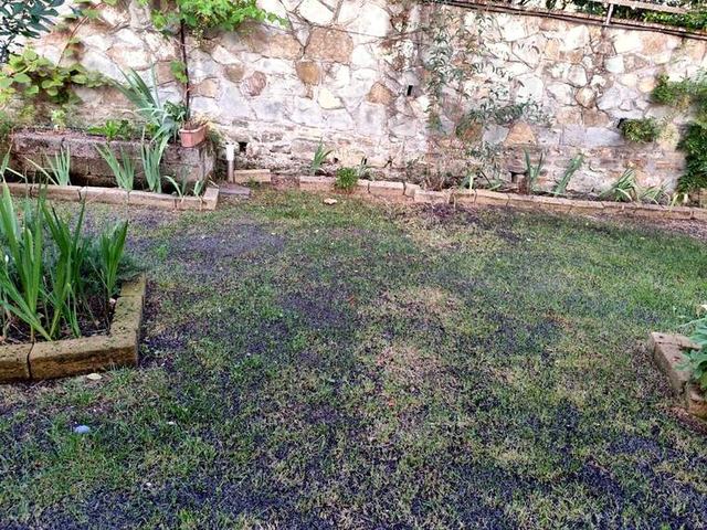 Veduta d'insieme dell'area seminata