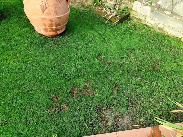 Le chiazze nel contesto del giardino, il giorno del taglio