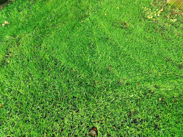 Dettaglio ravvicinato: taglio netto, foglia integra
