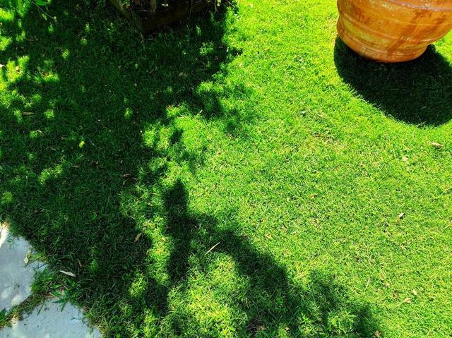 Il gioco d'ombra della chioma non lascia più segni di sofferenza