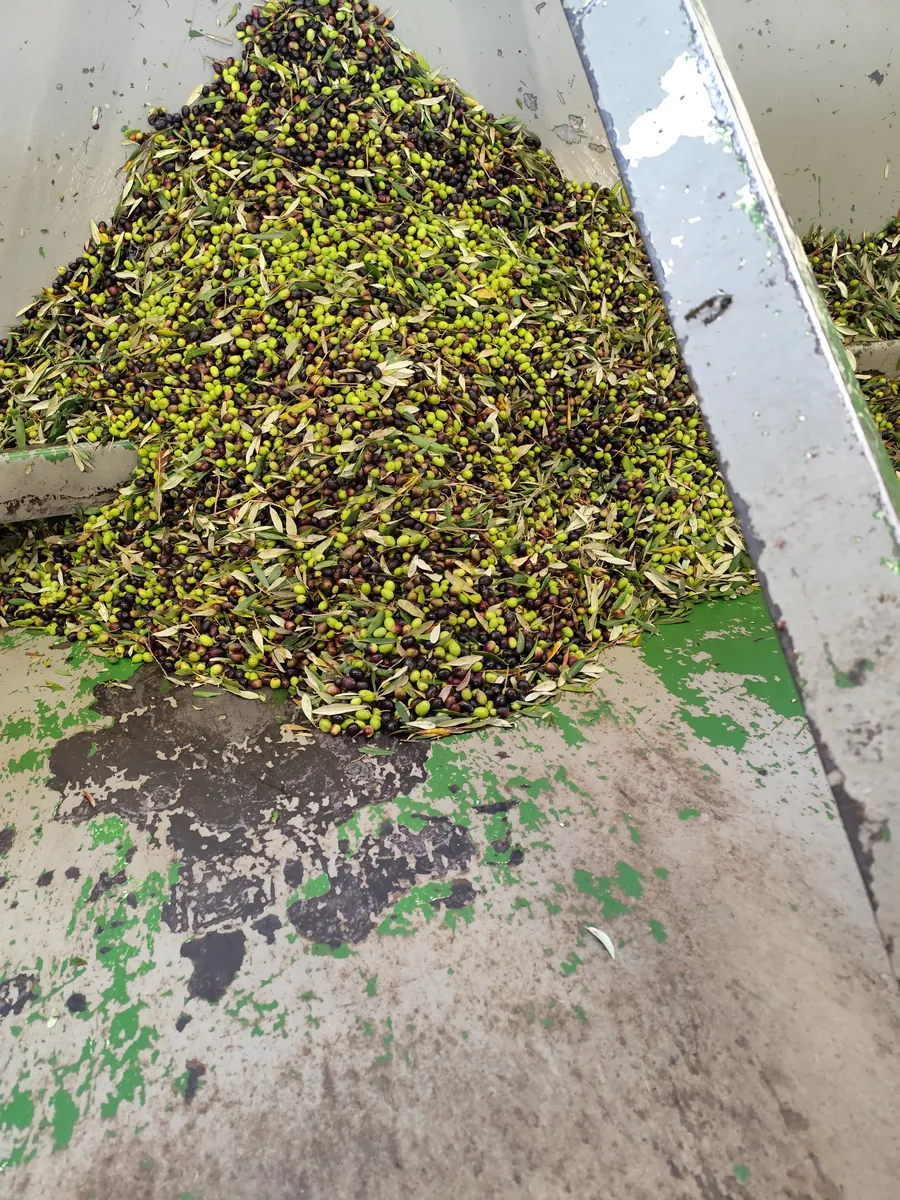 Olive appena raccolte nella tramoggia del frantoio