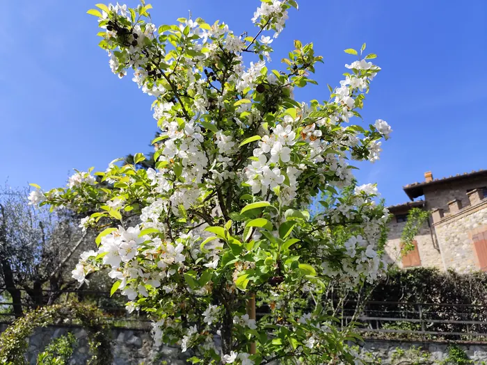 Albero da fiore coperto di fiori bianchi