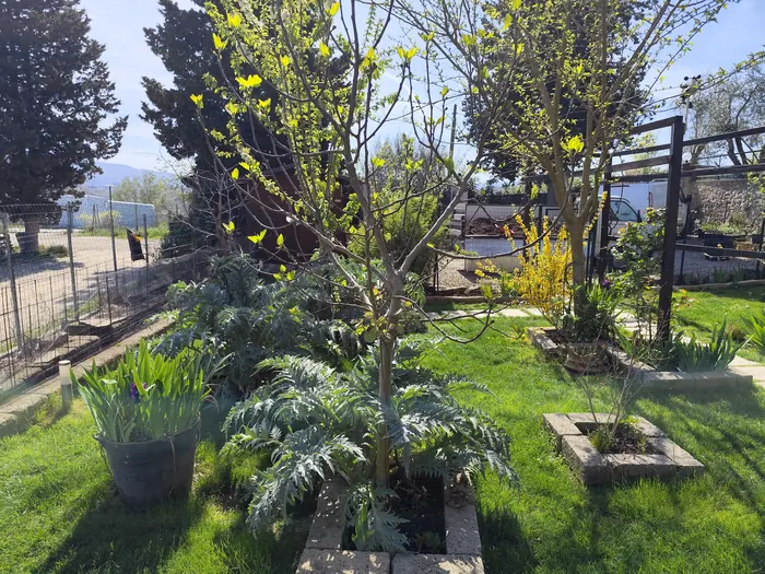 Giardino in primavera con prato, aiuole bordate e carciofi