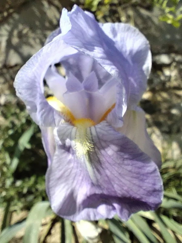 Fiore di iris viola
