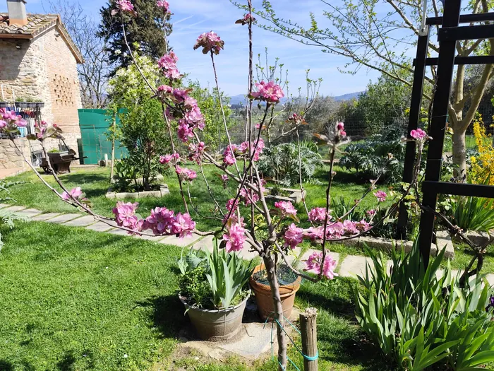 Melo da fiore in piena fioritura rosa