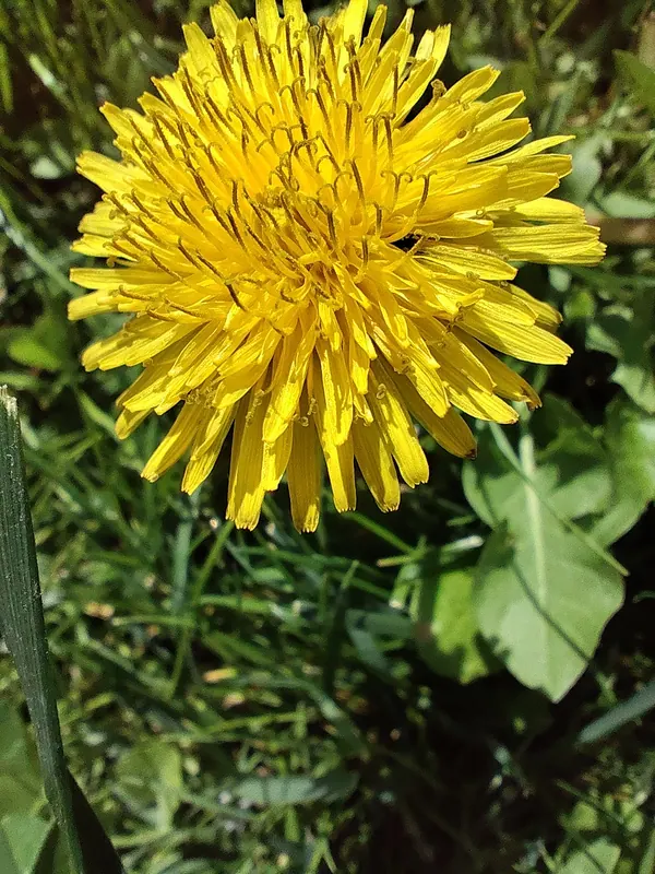 Fiore di tarassaco nel prato