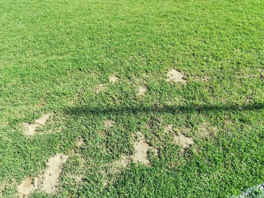 Dettaglio ravvicinato delle chiazze coperte con terriccio e sabbia