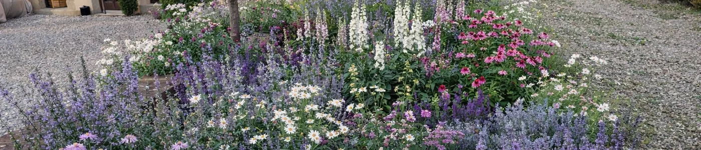 Aiuola fiorita con echinacea e lavanda