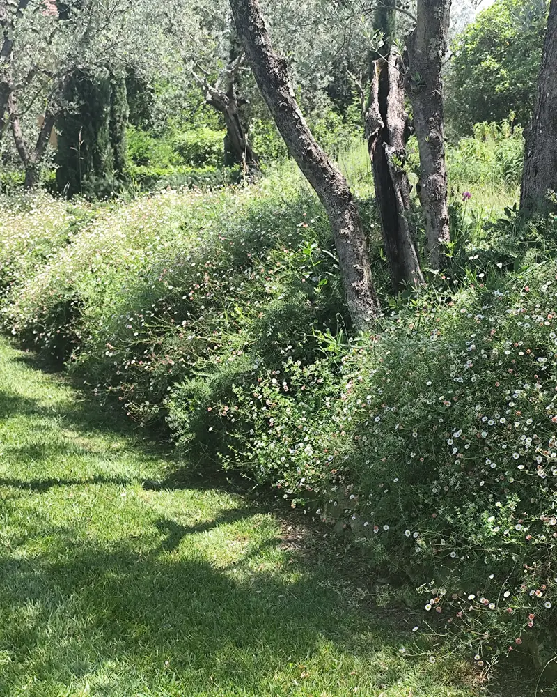 Prato rasato accanto a una bordura di fiori bianchi e rosa, sotto gli olivi