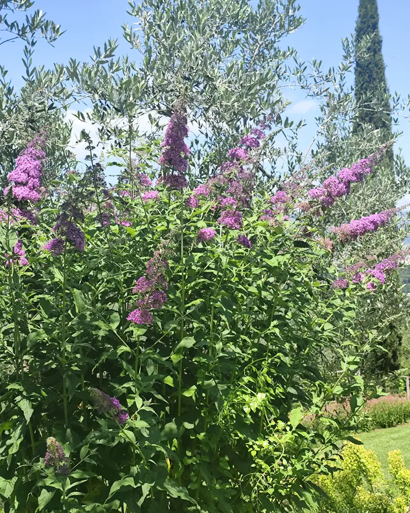 Buddleja con le spighe viola in fiore, con olivi e un cipresso sullo sfondo