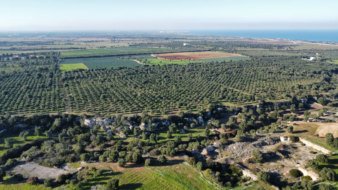 Veduta aerea di un grande oliveto a filari