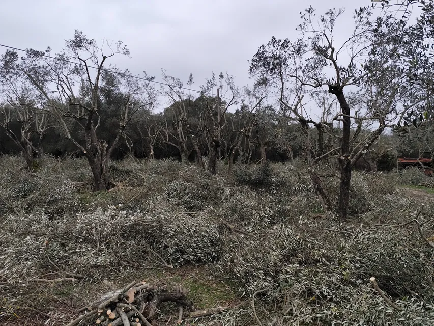 Oliveto dopo la potatura, con le ramaglie a terra
