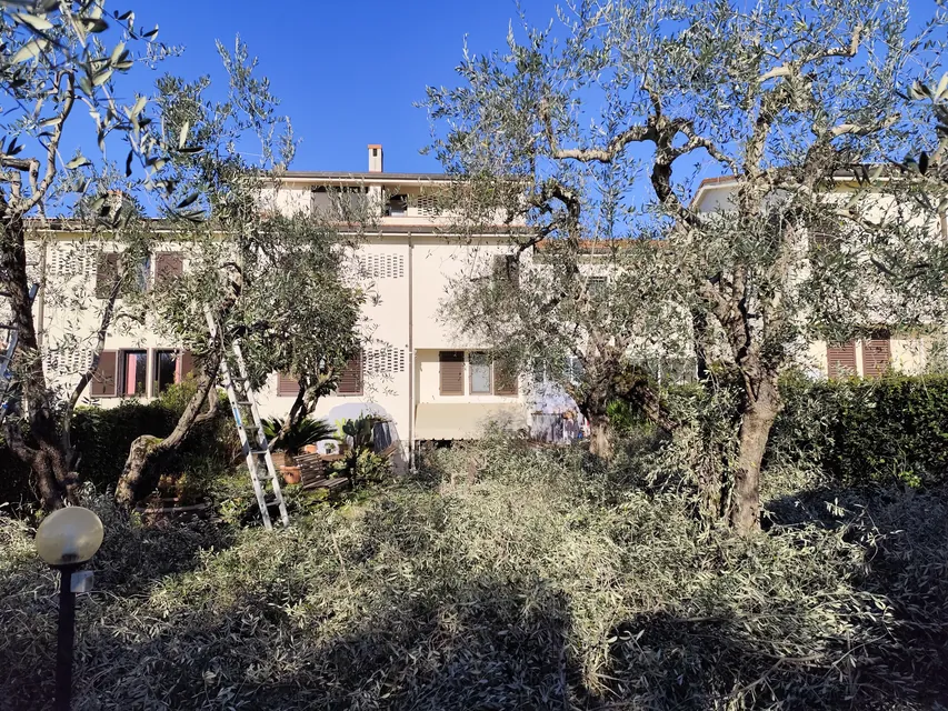 Potatura di olivi in un giardino condominiale